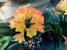Load image into Gallery viewer, CLIVIA SEEDLING - PINK EDGED CREAM - CHINESE BLUSH
