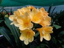 Load image into Gallery viewer, CLIVIA SEEDLING - BRIGHT EUROPEAN PEACH
