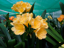 Load image into Gallery viewer, CLIVIA SEEDLING - BRIGHT EUROPEAN PEACH
