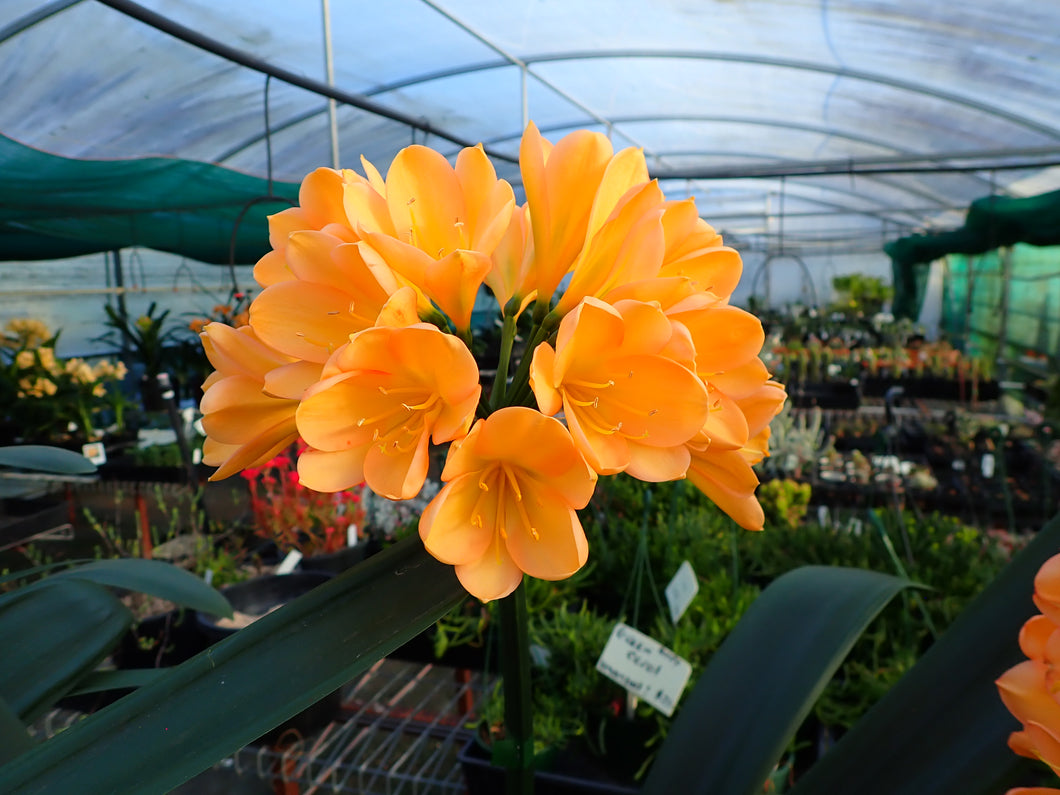 CLIVIA SEEDLING - BRIGHT EUROPEAN PEACH