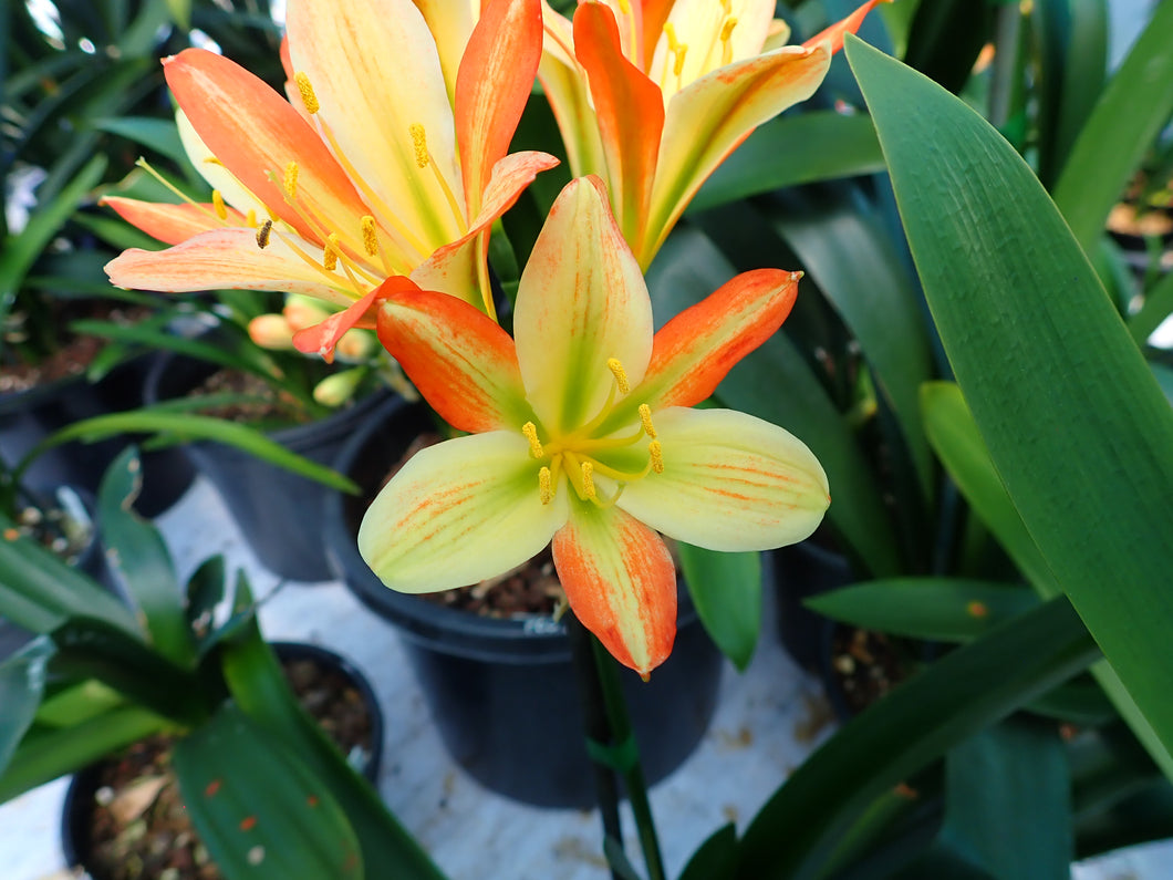 CLIVIA SEEDLING - VARIEGATED VERSICOLOUR
