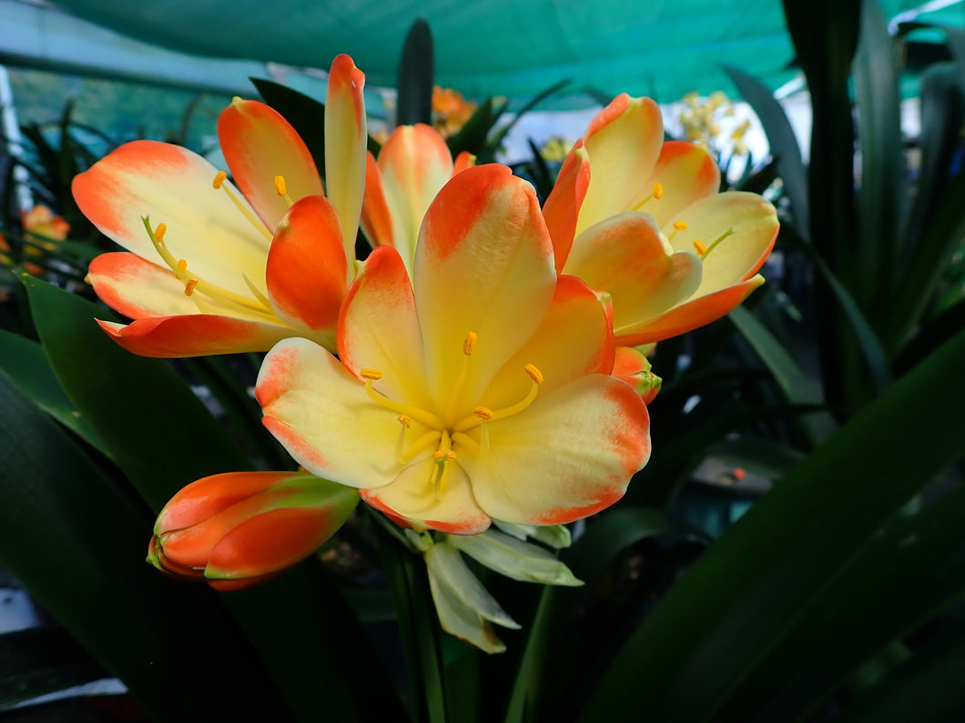 CLIVIA SEEDLING - SPLASH BICOLOUR