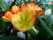 Load image into Gallery viewer, CLIVIA SEEDLING - VERSICOLOUR/777
