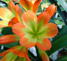 Load image into Gallery viewer, CLIVIA SEEDLING - VARIEGATED VERSICOLOUR
