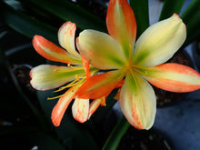 Load image into Gallery viewer, CLIVIA SEEDLING - VARIEGATED VERSICOLOUR
