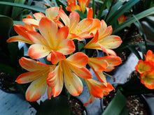 Load image into Gallery viewer, CLIVIA SEEDLING - SPLASH BICOLOUR
