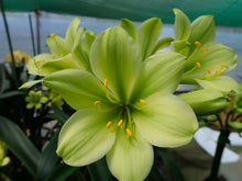 Load image into Gallery viewer, CLIVIA SEEDLING - VARIEGATED VERSICOLOUR
