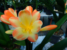 Load image into Gallery viewer, CLIVIA SEEDLING - MISTY BICOLOUR

