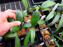 Load image into Gallery viewer, CLIVIA SEEDLING - DAHRUMA VERSICOLOUR
