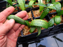 Load image into Gallery viewer, CLIVIA SEEDLING - VARIEGATED VERSICOLOUR
