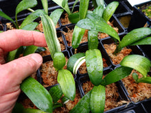 Load image into Gallery viewer, CLIVIA SEEDLING - GREEN VARIEGATED GROUP 2
