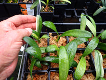 Load image into Gallery viewer, CLIVIA SEEDLING - VARIEGATED VERSICOLOUR
