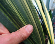Load image into Gallery viewer, CLIVIA SEEDLING - VARIEGATED VERSICOLOUR
