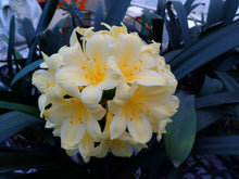 Load image into Gallery viewer, CLIVIA SEEDLING - CREAM X WHITE
