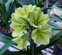 Load image into Gallery viewer, CLIVIA SEEDLING - GREEN VARIEGATED GROUP 2
