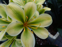 Load image into Gallery viewer, CLIVIA SEEDLING - GREEN VT.88 X HEY&#39;S KERMIT
