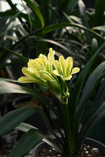 Load image into Gallery viewer, CLIVIA GREEN ADULT VTE.24-15
