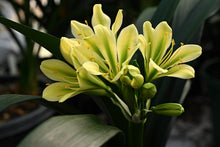 Load image into Gallery viewer, CLIVIA GREEN ADULT VTE.24-15
