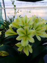 Load image into Gallery viewer, CLIVIA GREEN ADULT VTE.24-25 ONE OFF
