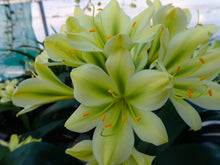 Load image into Gallery viewer, CLIVIA GREEN ADULT VTE.24-25 ONE OFF
