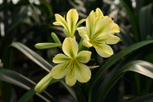 Load image into Gallery viewer, CLIVIA GREEN ADULT VTE.24-8. ONE OFF
