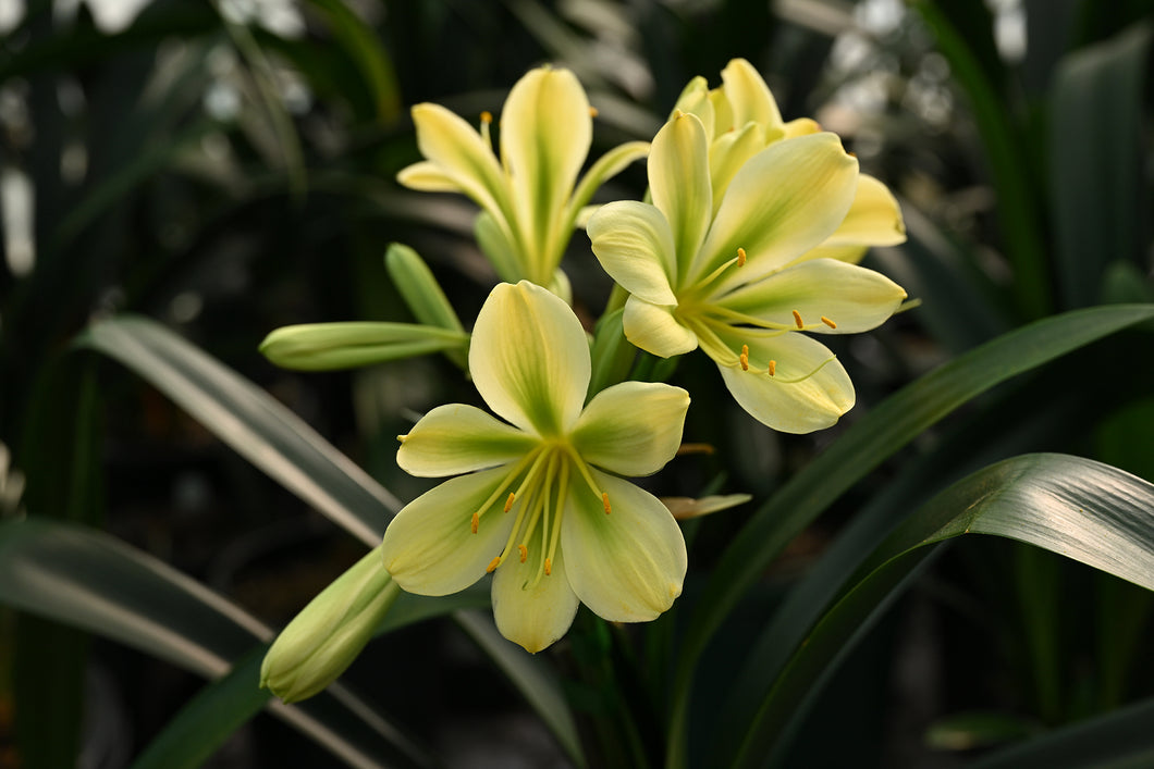 CLIVIA GREEN ADULT VTE.24-8. ONE OFF