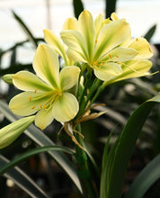 Load image into Gallery viewer, CLIVIA GREEN ADULT VTE.24-8. ONE OFF
