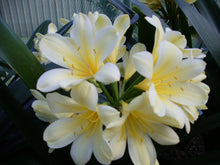 Load image into Gallery viewer, CLIVIA SEEDLING - CREAM X WHITE
