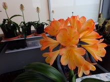 Load image into Gallery viewer, CLIVIA SEEDS CHINESE BLUSH X CHINESE BLUSH

