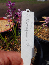 Load image into Gallery viewer, Lachenalia Namaquensis
