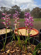 Load image into Gallery viewer, Lachenalia Namaquensis
