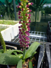 Load image into Gallery viewer, Lachenalia Purpureo-caerulea
