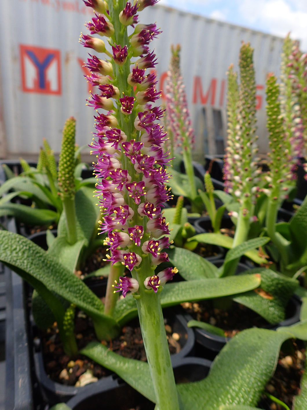 Lachenalia Purpureo-caerulea