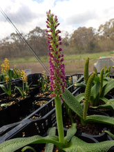 Load image into Gallery viewer, Lachenalia Purpureo-caerulea
