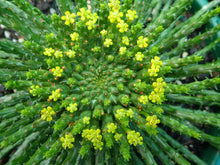 Load image into Gallery viewer, Euphorbia caput-madeusae
