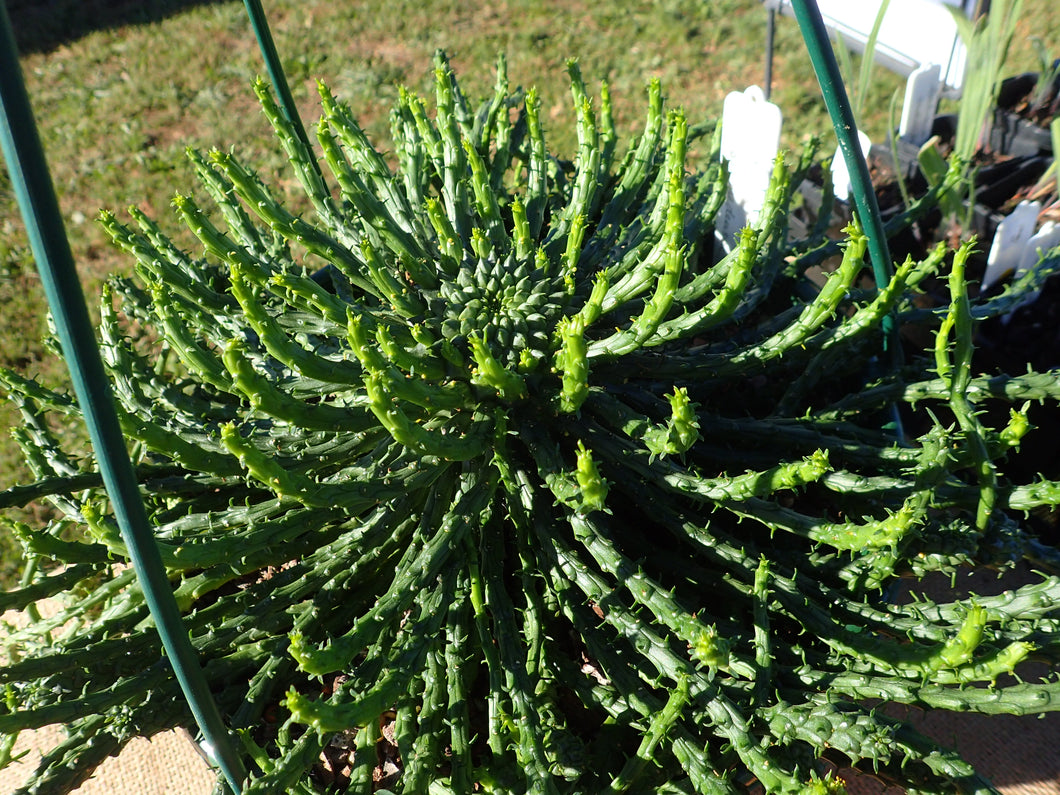 Euphorbia caput-madeusae