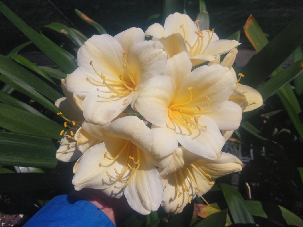 Clivia miniata GROUP ONE Cream Clivia