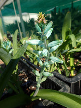 Load image into Gallery viewer, Lachenalia viridiflora
