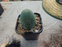 Load image into Gallery viewer, TBM - Trichocereus Bridgesii Montrose
