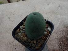 Load image into Gallery viewer, TBM - Trichocereus Bridgesii Montrose
