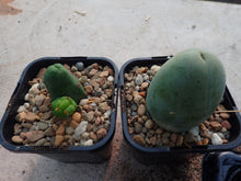 Load image into Gallery viewer, TBM - Trichocereus Bridgesii Montrose
