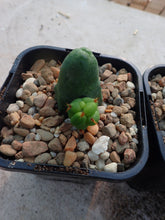 Load image into Gallery viewer, TBM - Trichocereus Bridgesii Montrose
