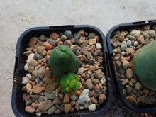 Load image into Gallery viewer, TBM - Trichocereus Bridgesii Montrose
