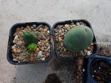 Load image into Gallery viewer, TBM - Trichocereus Bridgesii Montrose
