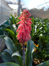 Load image into Gallery viewer, Veltheimia Capensis
