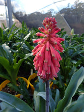 Load image into Gallery viewer, Veltheimia Capensis

