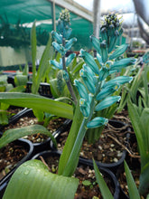 Load image into Gallery viewer, Lachenalia viridiflora
