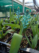 Load image into Gallery viewer, Lachenalia viridiflora
