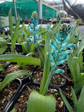 Load image into Gallery viewer, Lachenalia viridiflora
