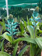Load image into Gallery viewer, Lachenalia viridiflora
